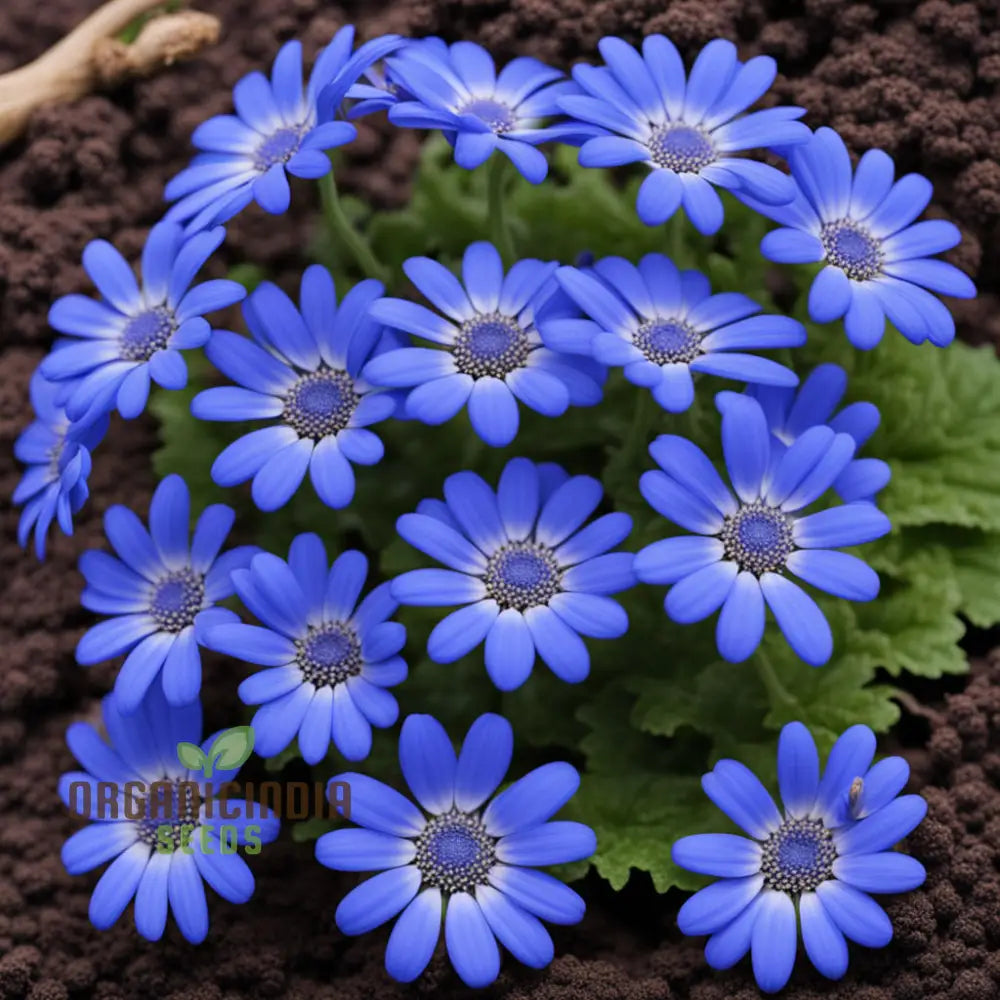 Cineraria Growing in Shade Garden Display