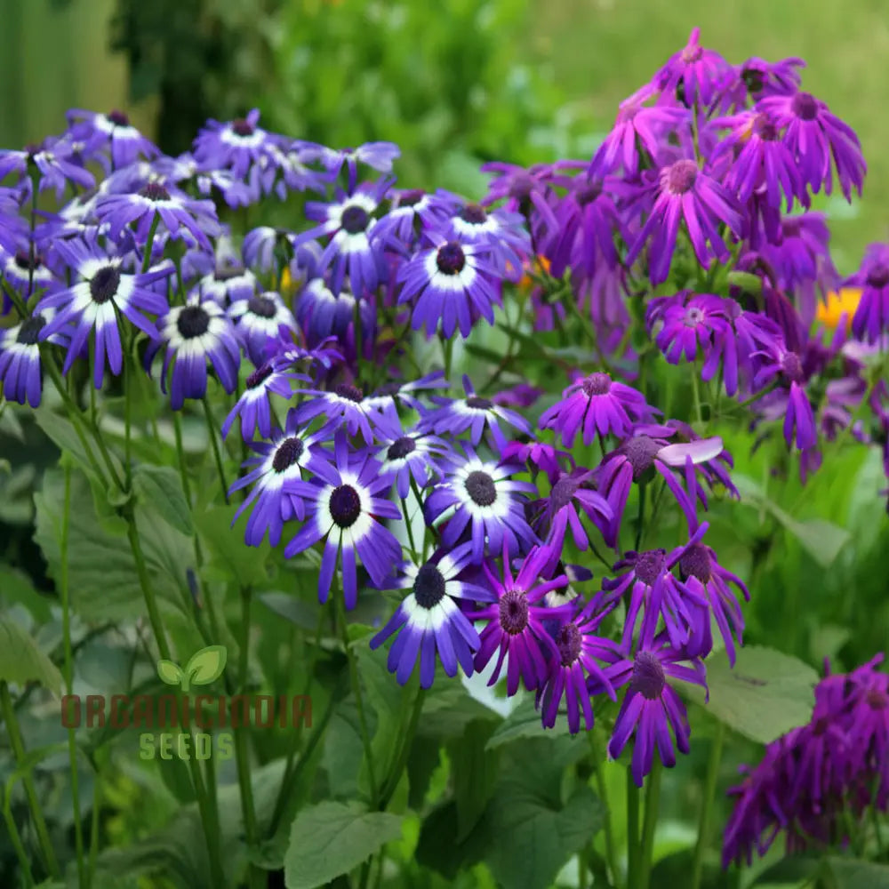 Cineraria Mixed Color Flower Seeds - Vibrant Blooms For Stunning Garden Displays