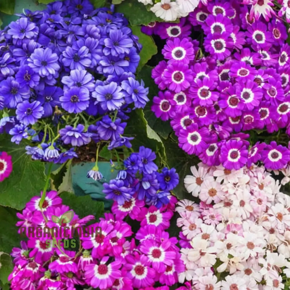 Cineraria Mixed Color Flower Seeds - Vibrant Blooms For Stunning Garden Displays