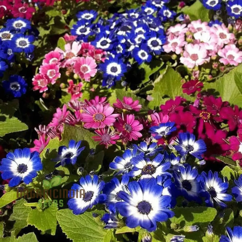 Cineraria Mixed Color Flower Seeds - Vibrant Blooms For Stunning Garden Displays