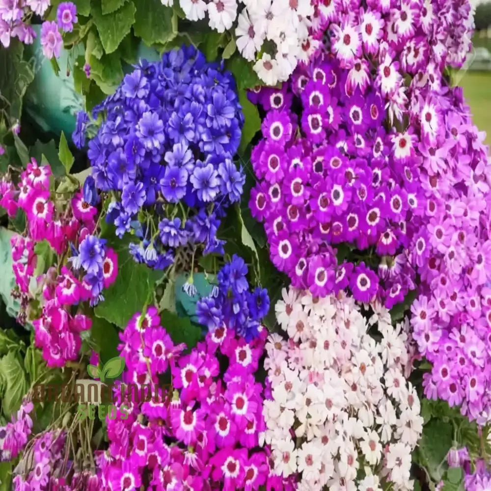 Cineraria Mixed (Hybrid) Flower Seeds A Comprehensive Guide To Planting Gardening And Cultivating