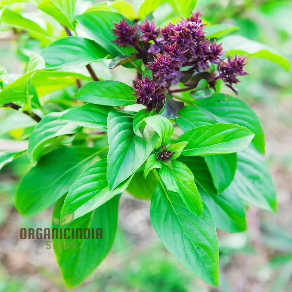Cinnamon Basil Seeds Aromatic Herb for Garden Planting Non-GMO