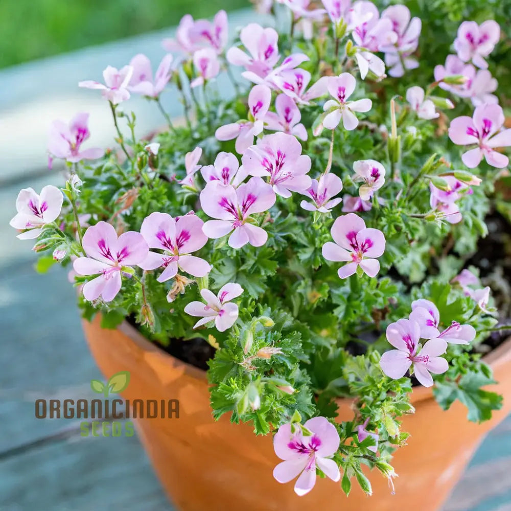 Citronella Geranium seeds for planting