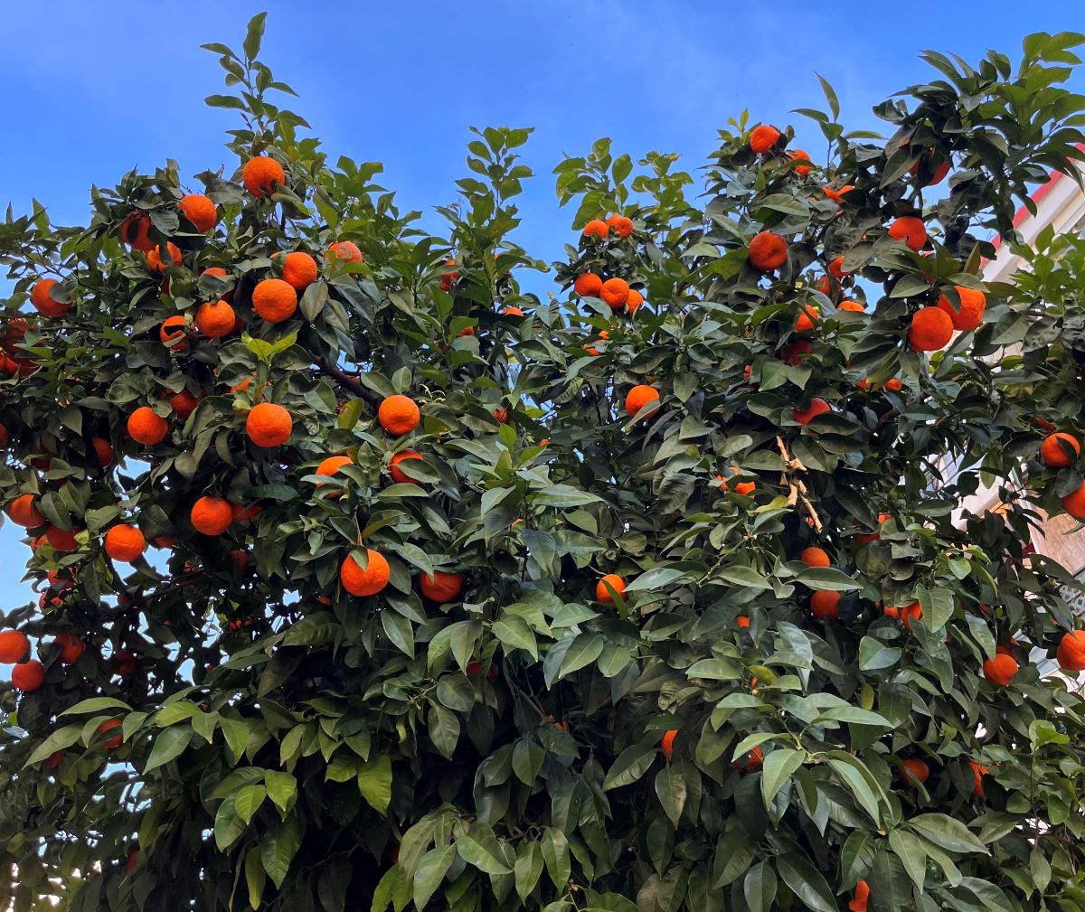 Citrus aurantium Seville Orange seeds for home gardening