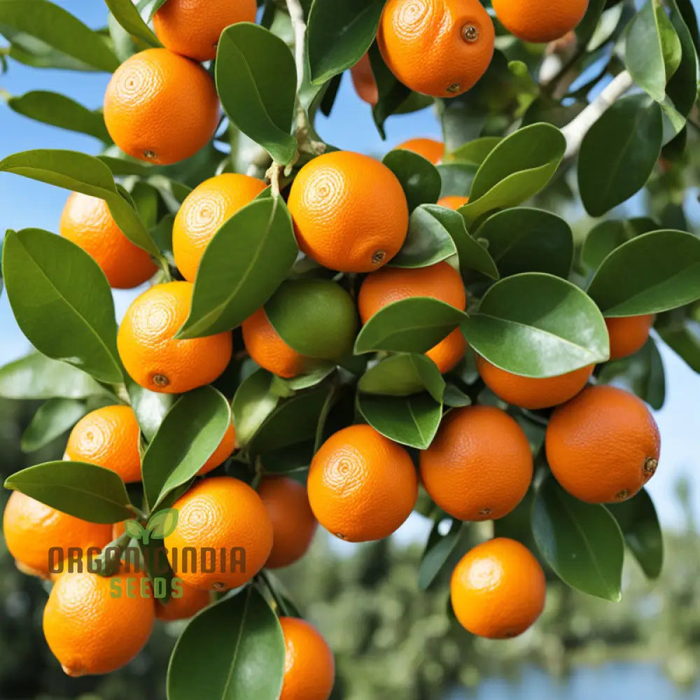 Citrus × microcarpa Seeds for Home Gardens and Containers