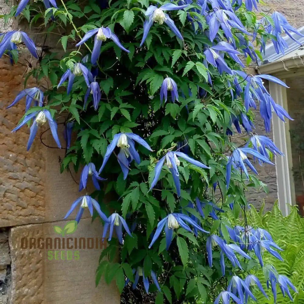 Rose Reda Clarkia Amoena ’Double Rose Red’ Flower Seeds For Planting Premium ...