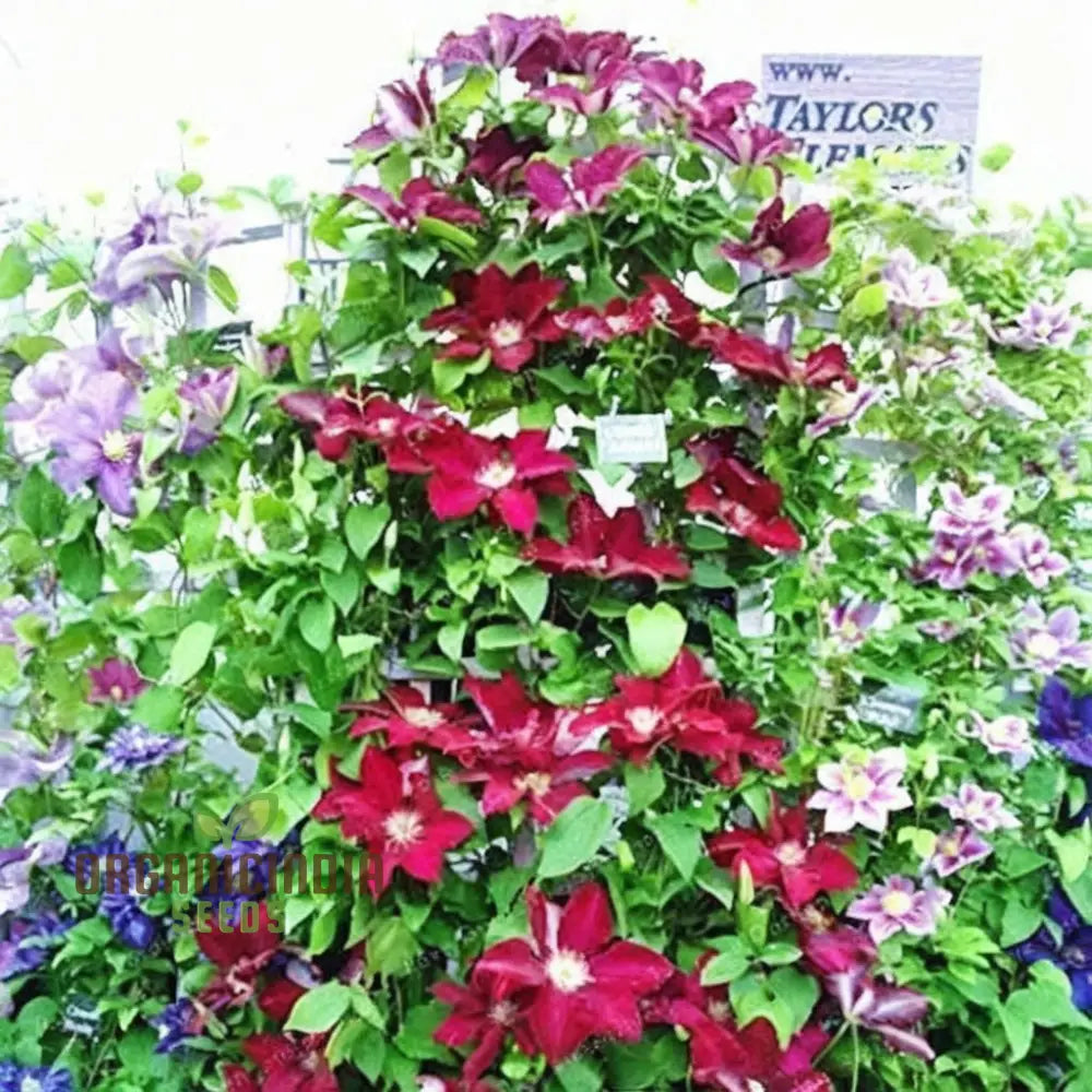 Non-GMO Clematis Creeper Seeds for Trellises