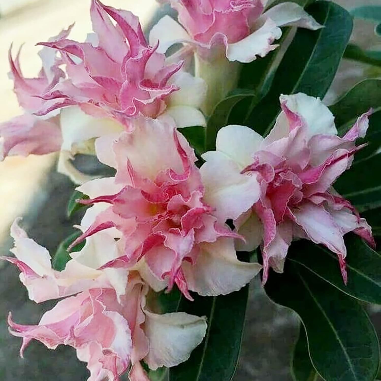 Double White Pink Clematis Seeds for Trellis, Arbor, and Cottage Gardens