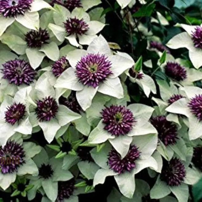 Clematis Flower Seeds Mix For Planting - 100 Pcs Seeds