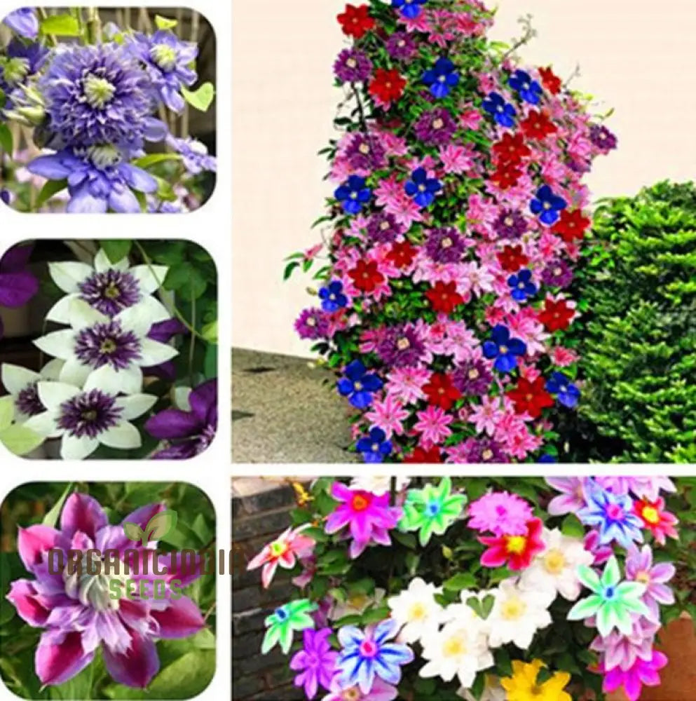 Clematis flower seeds mix colorful climbing blooms
