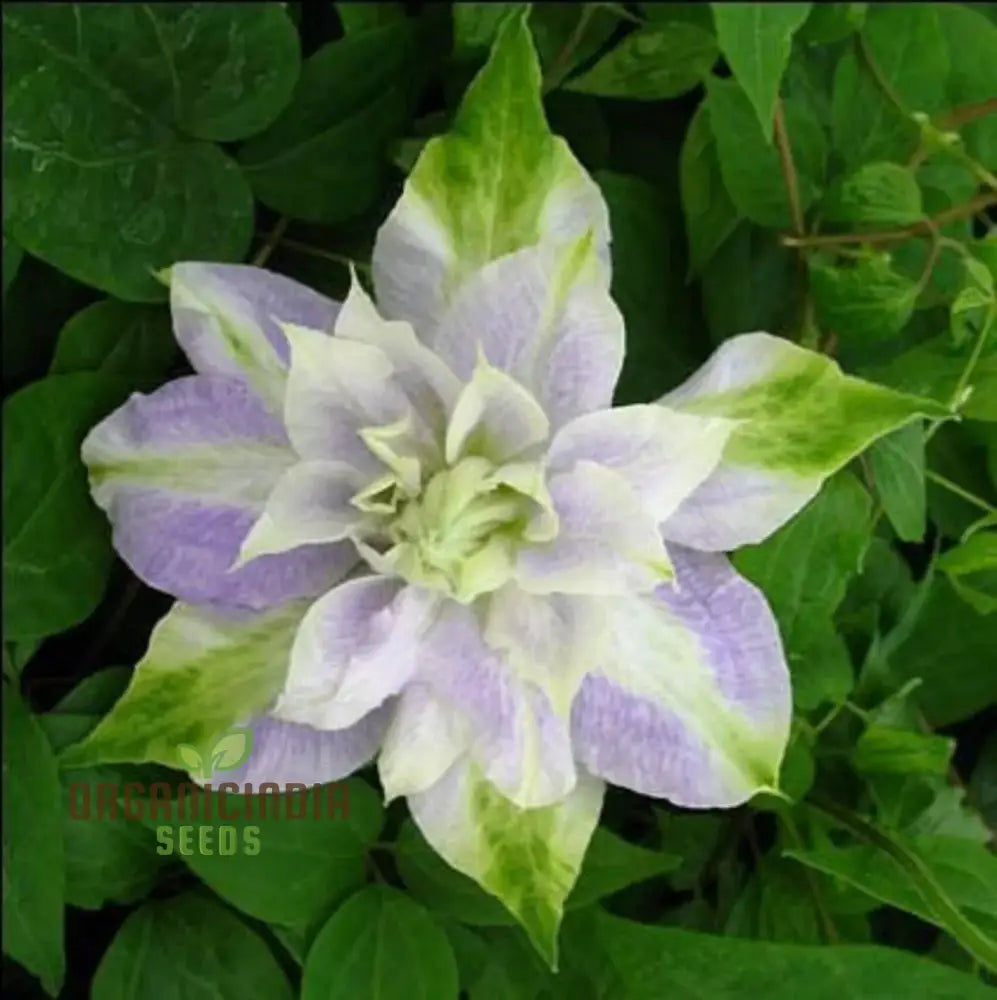 Clematis seeds climbing plant growth on garden trellis