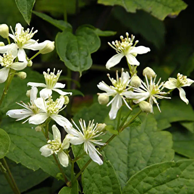 Clematis seeds germination in seed tray for home garden
