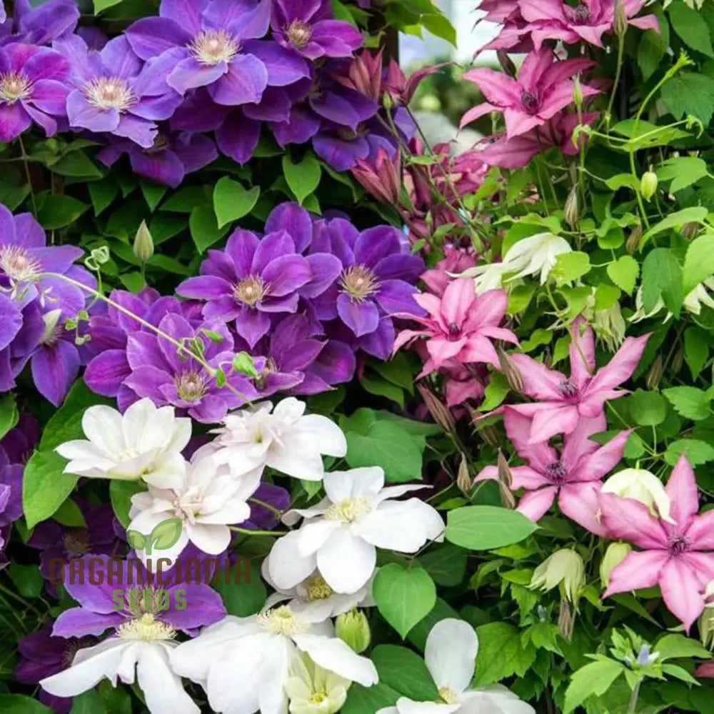 Mixed color Clematis flower seeds for climbing plants