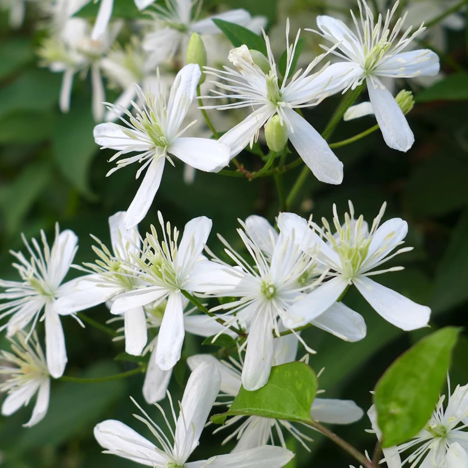 Sweet Autumn Clematis Seeds for Fence, Arbor, and Ground Cover