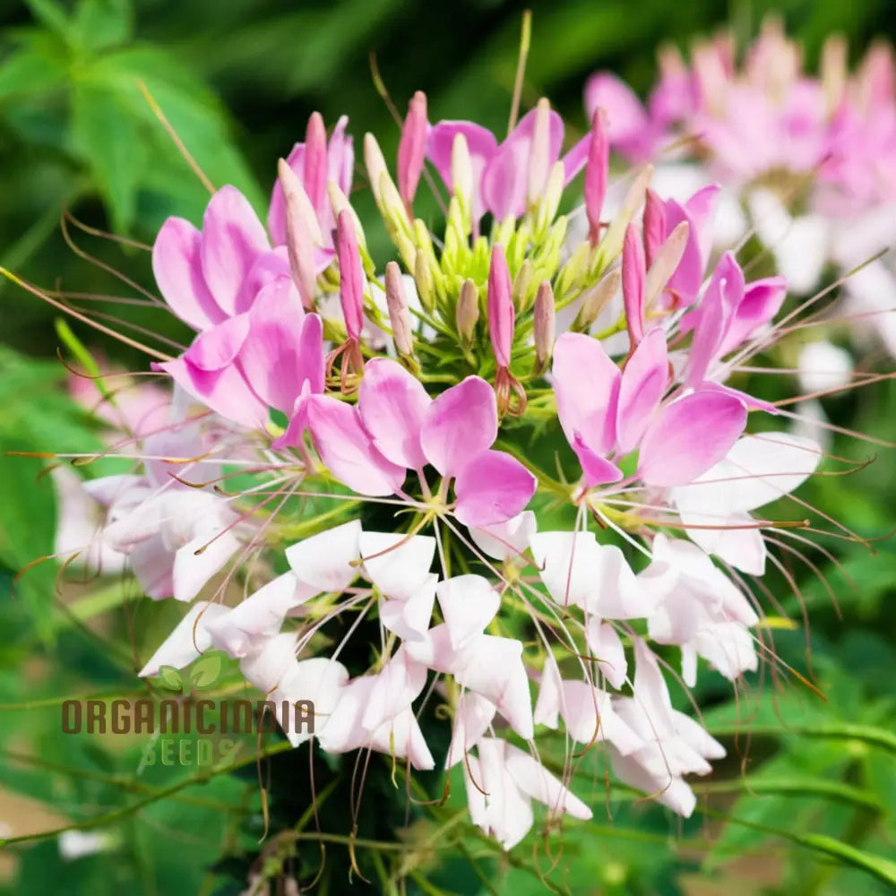 Clemone Beeplant Bladderpod Pink Queen Spider Plant Seeds â€“ Elevate Your Gardening Experience