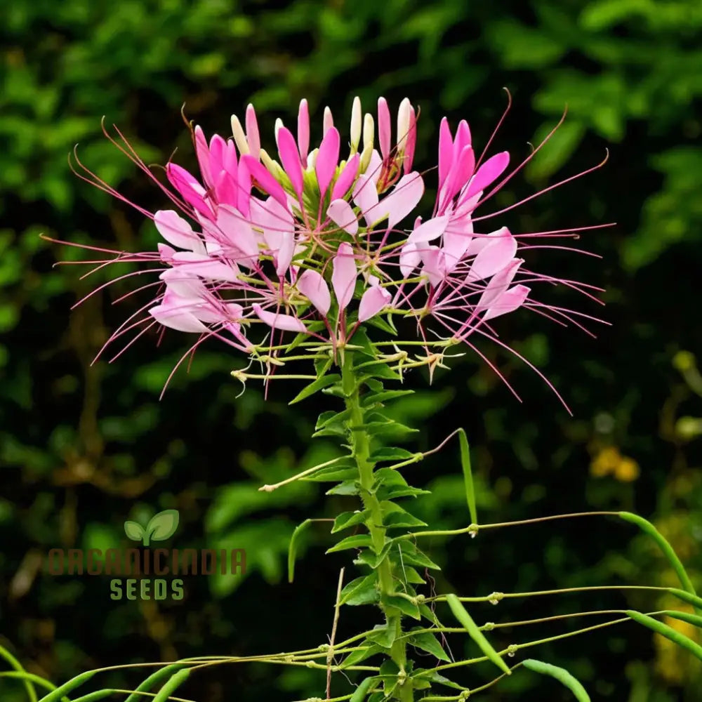 Clemone Beeplant Bladderpod Pink Queen Spider Plant Seeds â€“ Elevate Your Gardening Experience