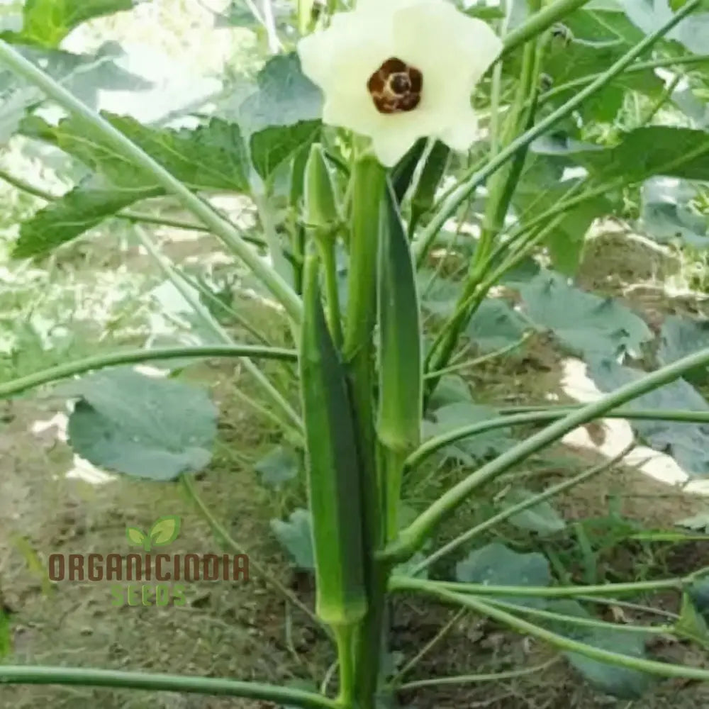 Mature Clemson Spineless Okra Plants in Home Garden