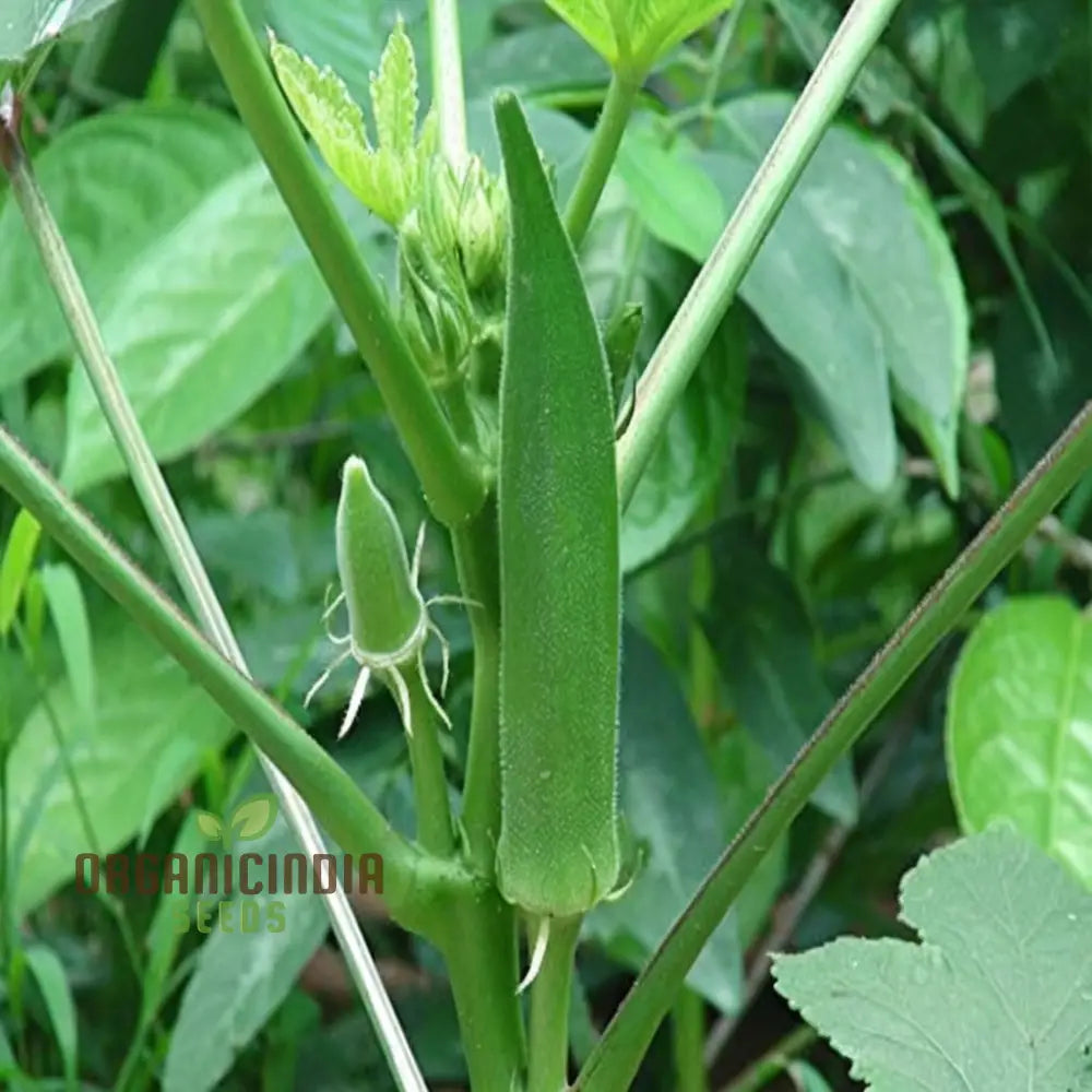 Fresh Clemson Spineless Okra Pods Grown from Seeds