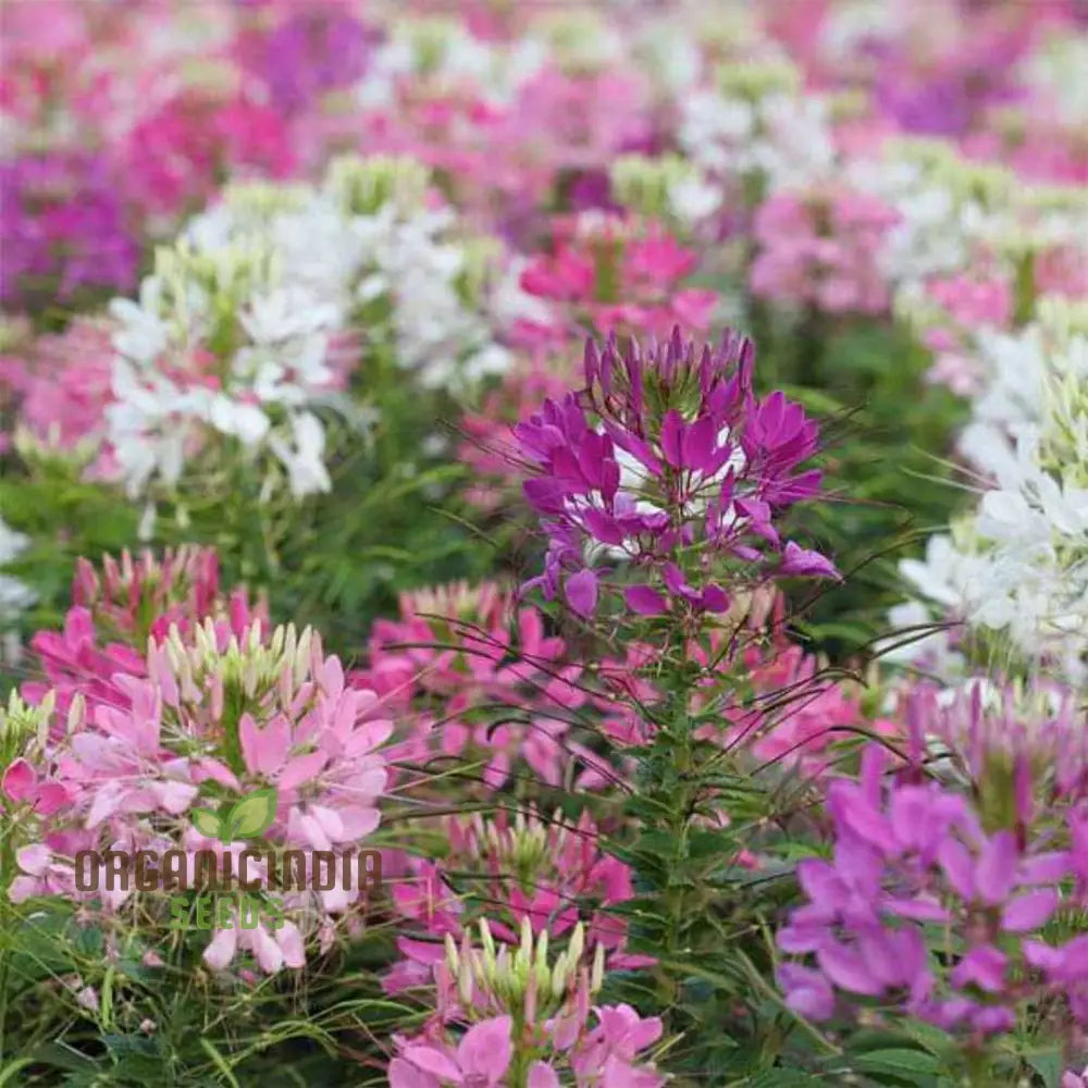 Cleome Spinosa Mix Seeds For Gardening Enthusiasts - Colorful Annual Flower Planting In Gardens And
