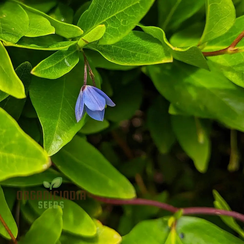 Australian Climbing Bluebell seeds plant in full bloom