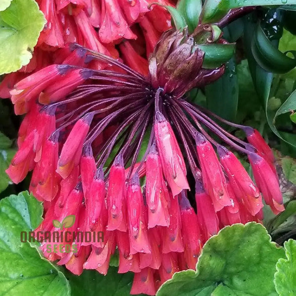 Climbing Bomarea Multiflora Seeds for Trellises and Vertical Gardening