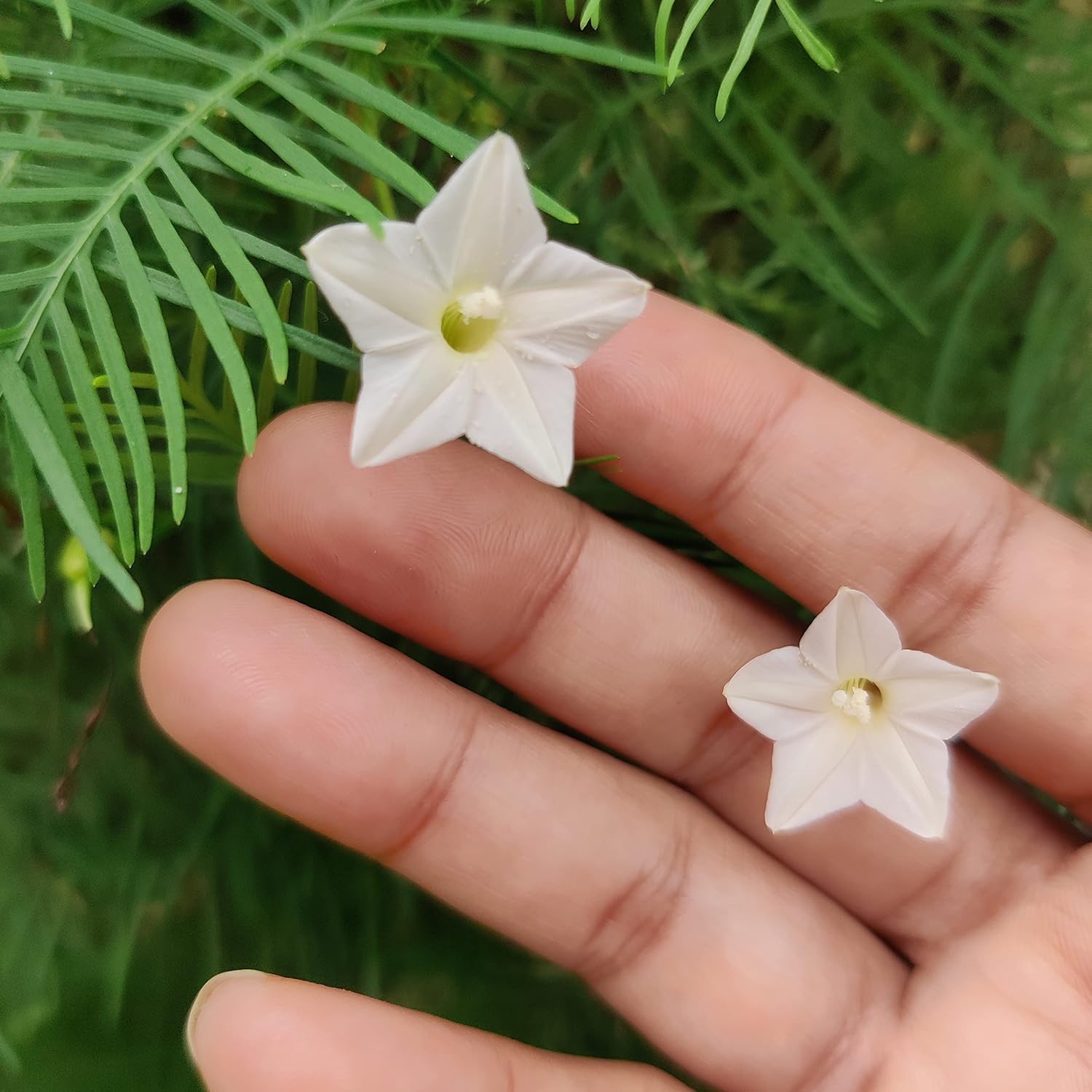 Climbing White Cypress Vine Seeds for Vertical Garden Structures