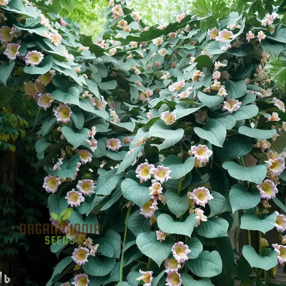 Climbing Flower Vine Plant Seeds For Your Garden | Grow Beautiful Vines Gardening