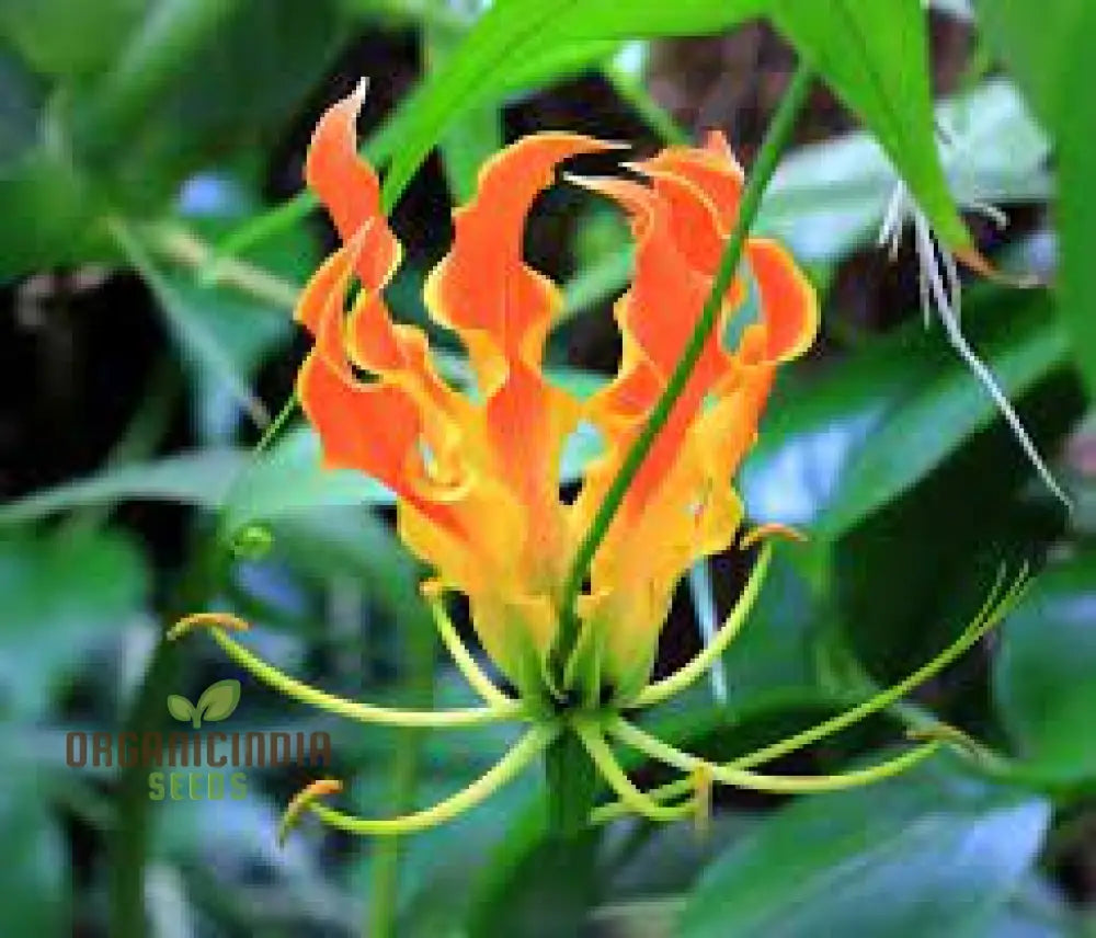 Climbing Gloriosa flower seeds for trellises and fences