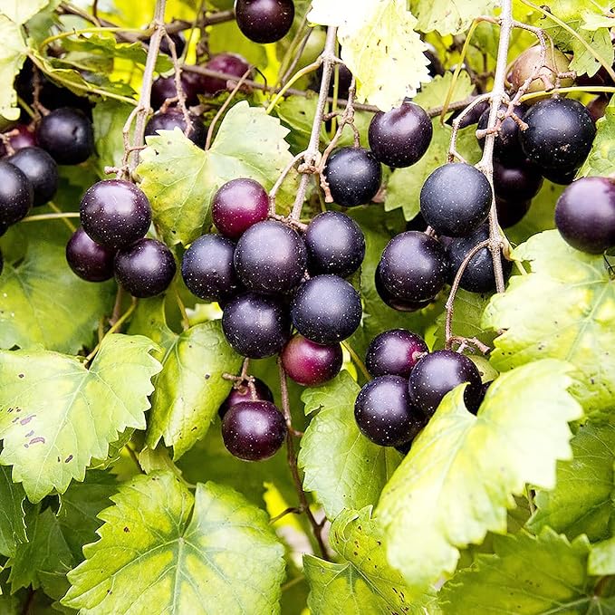 Climbing grape vine seeds for trellises and arbors
