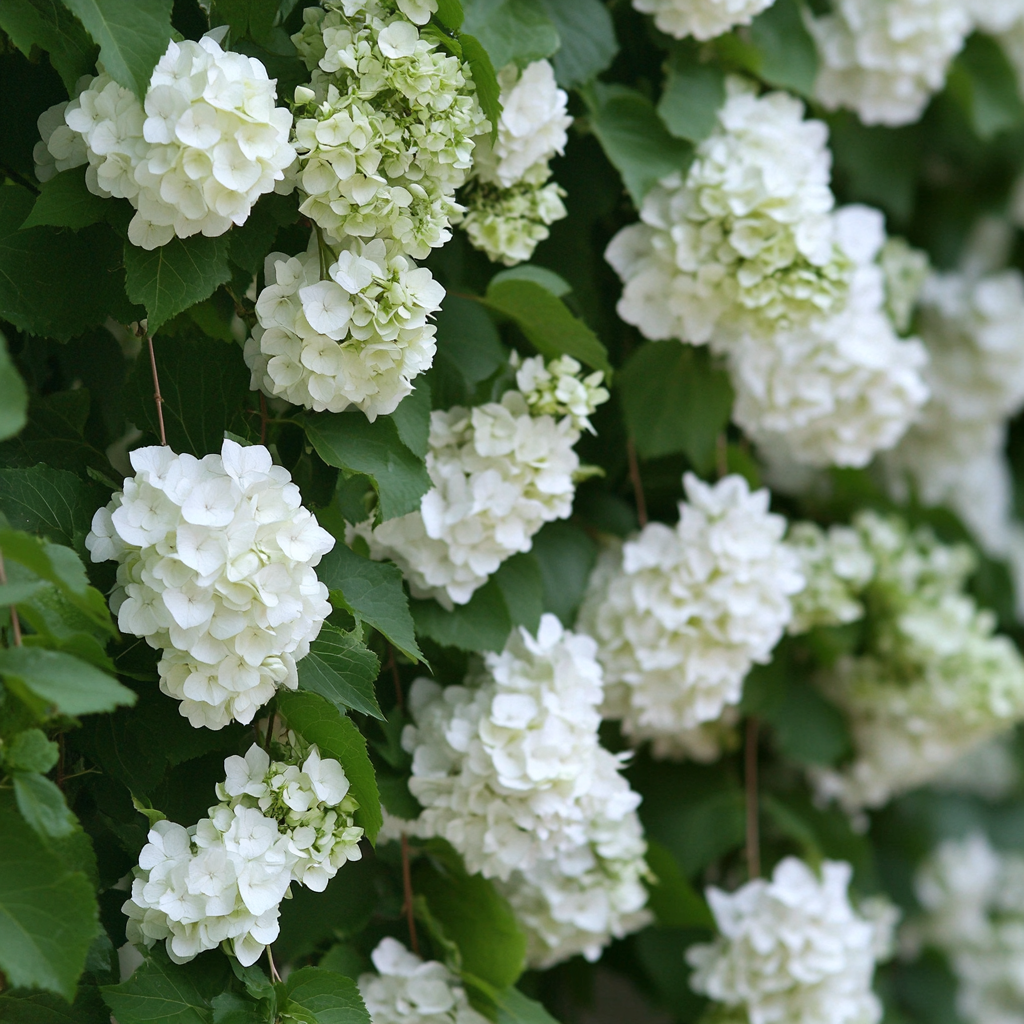 Climbing Hydrangea with Showy White Flower Clusters in Bloom