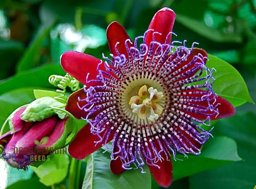Climbing passionflower seeds for trellises and fences