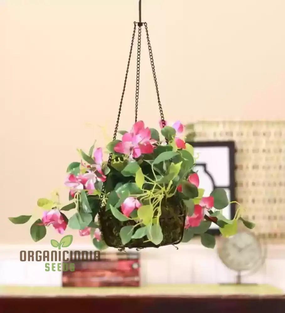 Climbing Rose Growing on Pergola Structure