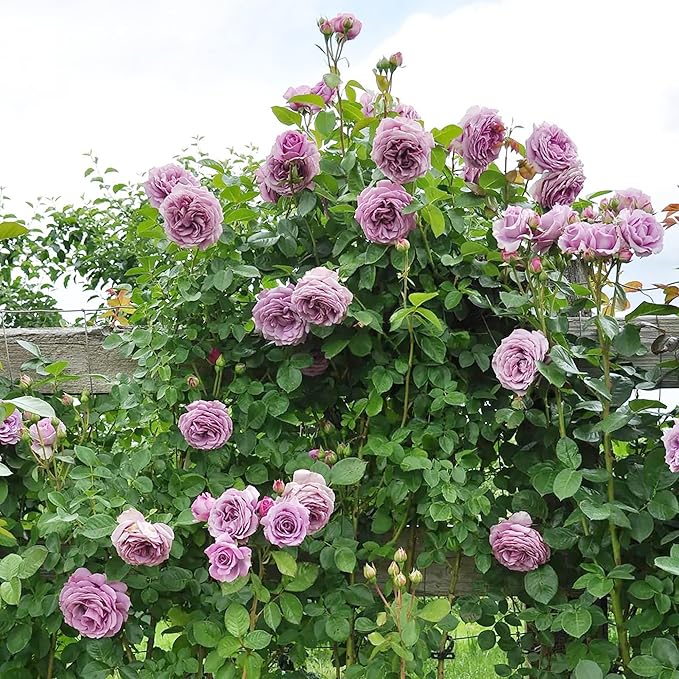 High-quality climbing rose seeds Non-GMO