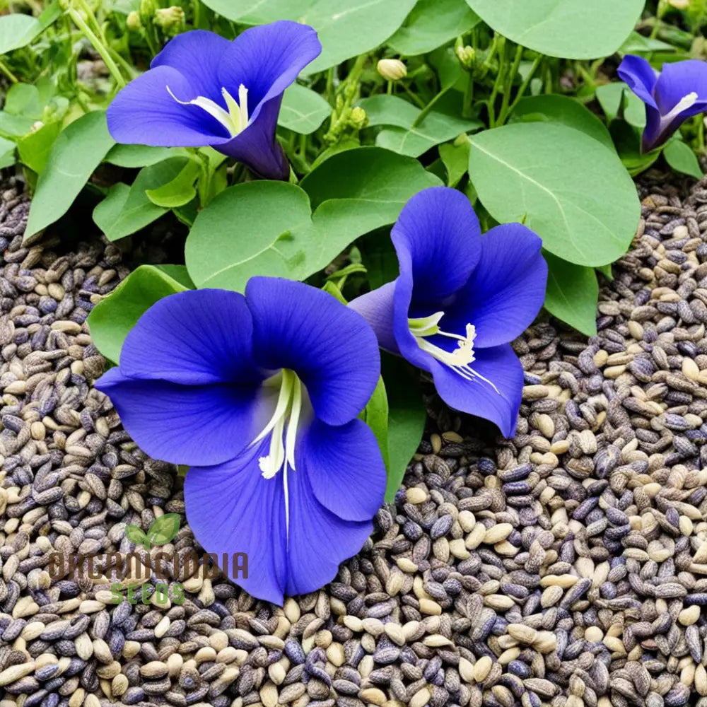 Clitoria Vine Seeds for Outdoor Garden and Trellis Planting