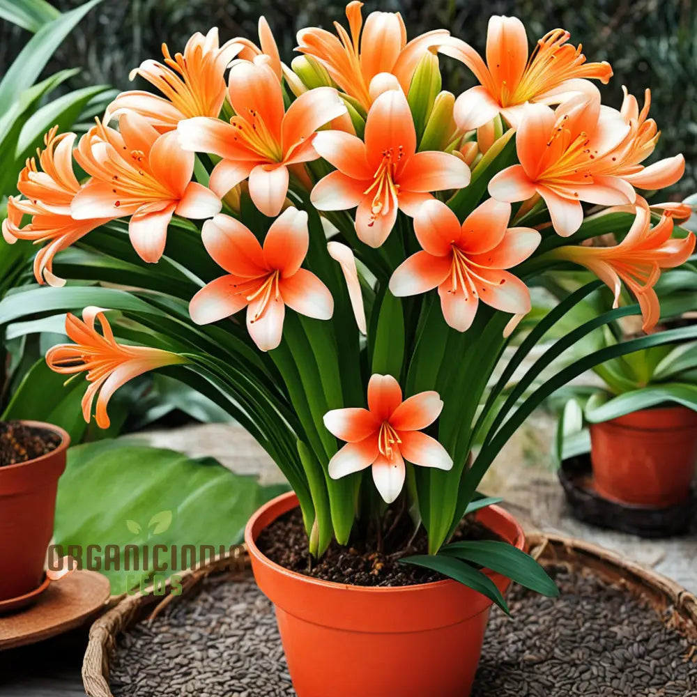 Clivia flower seeds for planting