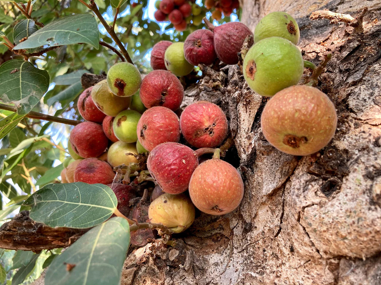 Young Cluster Fig Tree in Pot