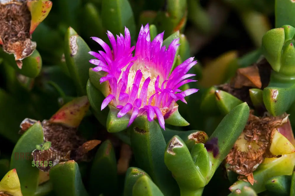 Carpobrotus seeds for coastal gardens and sunny landscapes