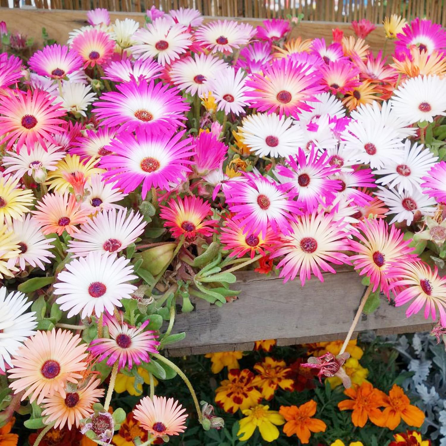 Livingstone Daisy Seeds Ideal for Coastal and Seaside Gardens