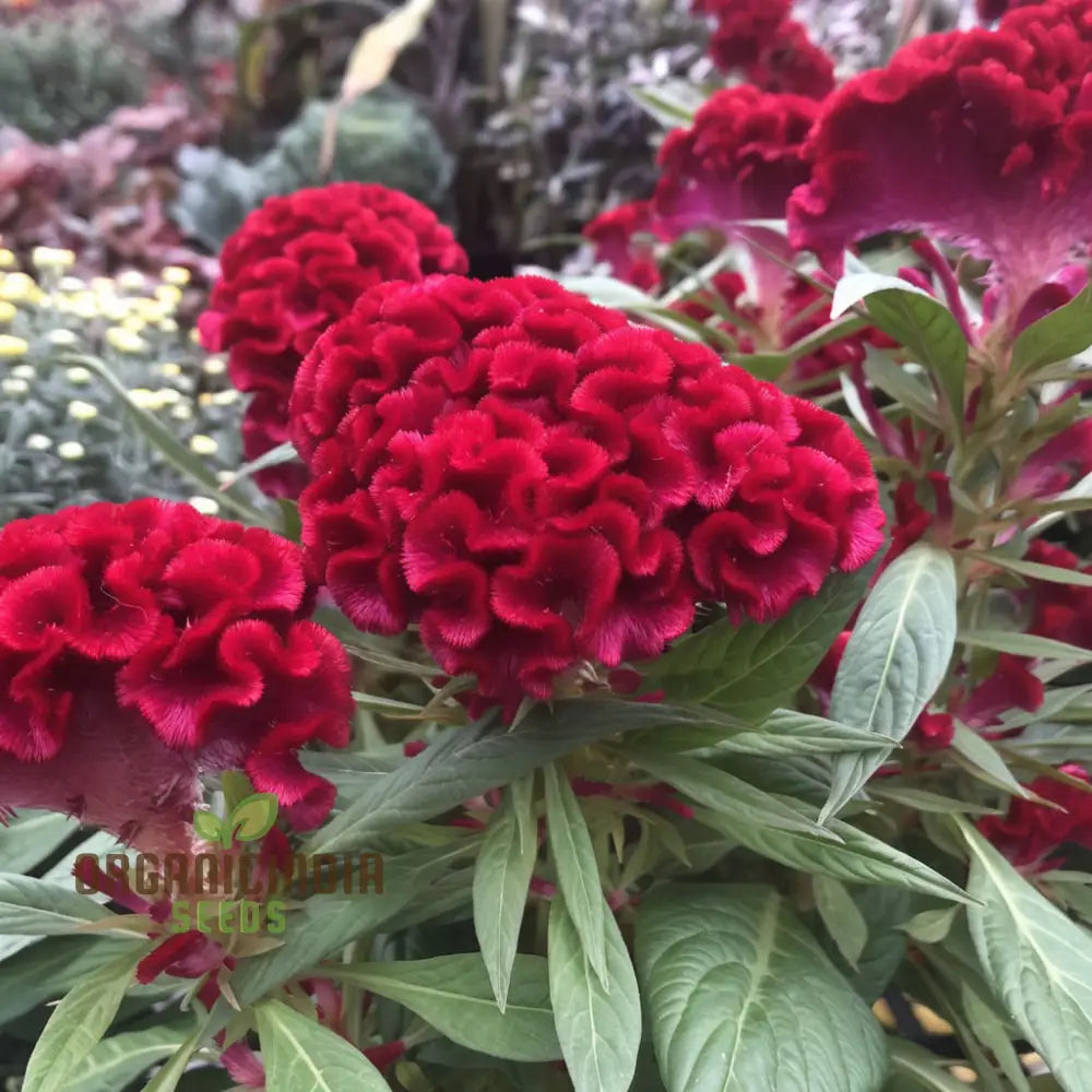 Cockscomb Red Flower Seeds - Striking Blooms For Bold And Vibrant Garden Displays