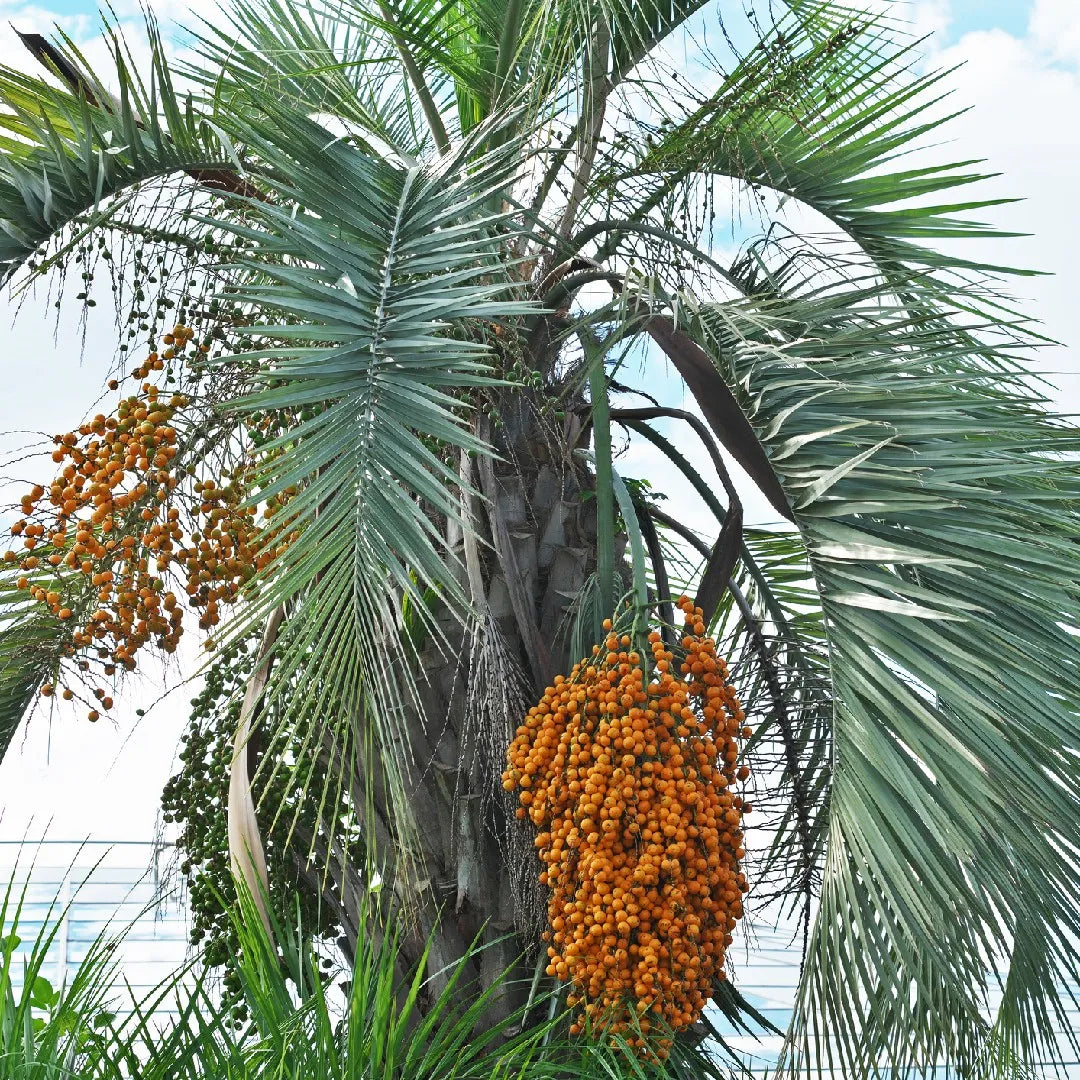 Coco Palm Seeds (Butia capitata) – Jelly Palm Pindo Edible Fruit Tree