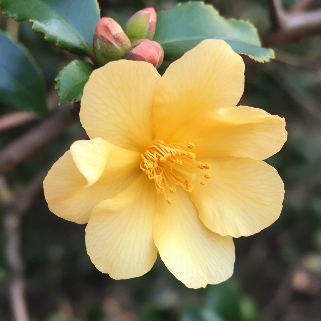 Cold Hardy Golden Yellow Flower Seeds for Planting