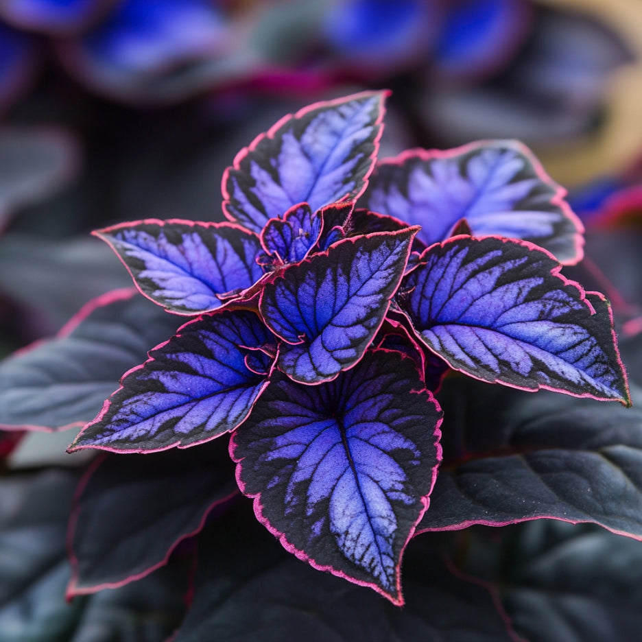 Dark foliage coleus seeds blue black leaves