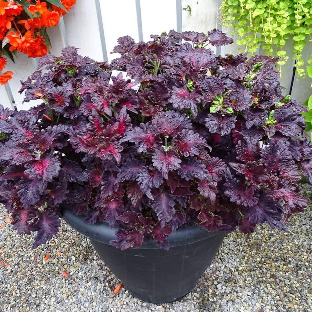 Produktbild von F2629 Coleus Brighten Buntnessel Dragon 10 Samen
