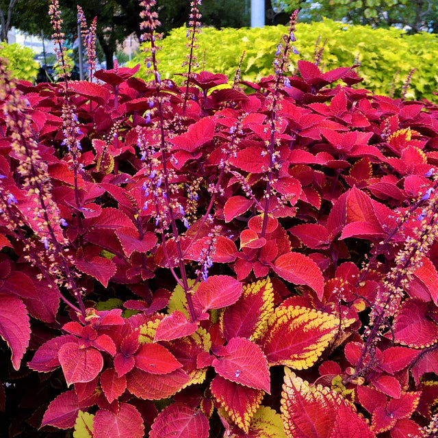 Beautiful Coleus Growing in Patio Container
