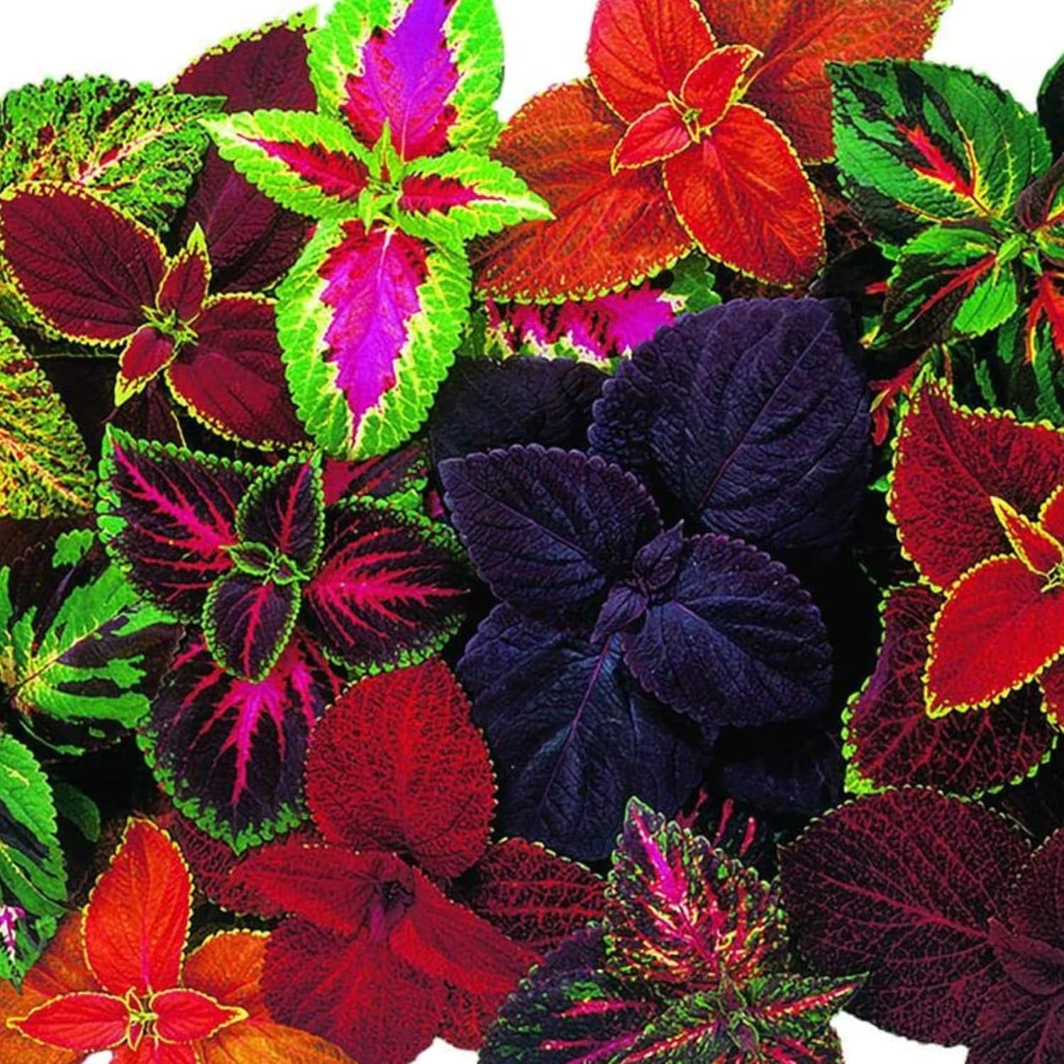 Heirloom Coleus seeds with multi-color variegated foliage