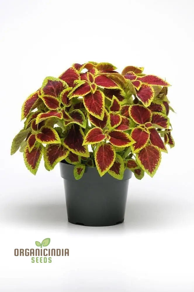 â€™Coleus Premium Sun Purple Gold Seeds Planting 100 Pcsâ€™ Plant