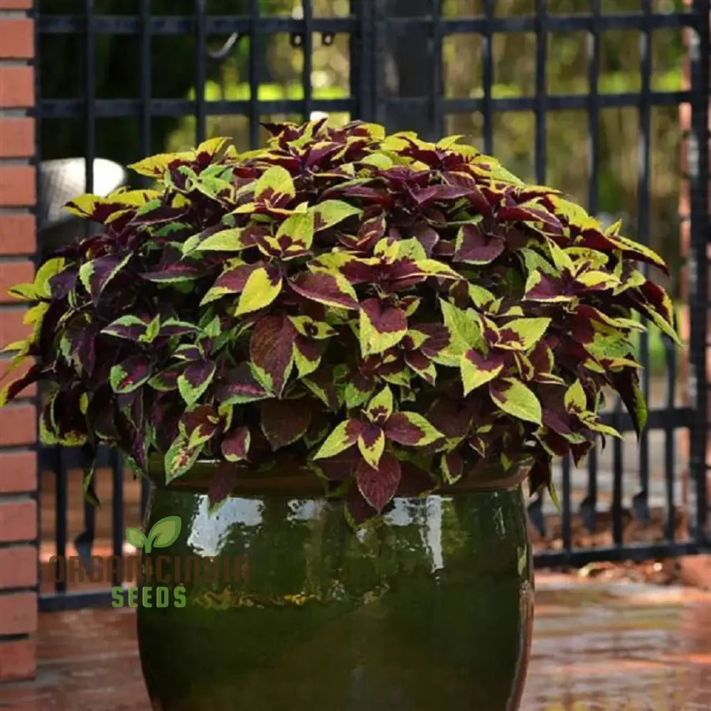 â€™Coleus Premium Sun Purple Gold Seeds Planting 100 Pcsâ€™ Plant