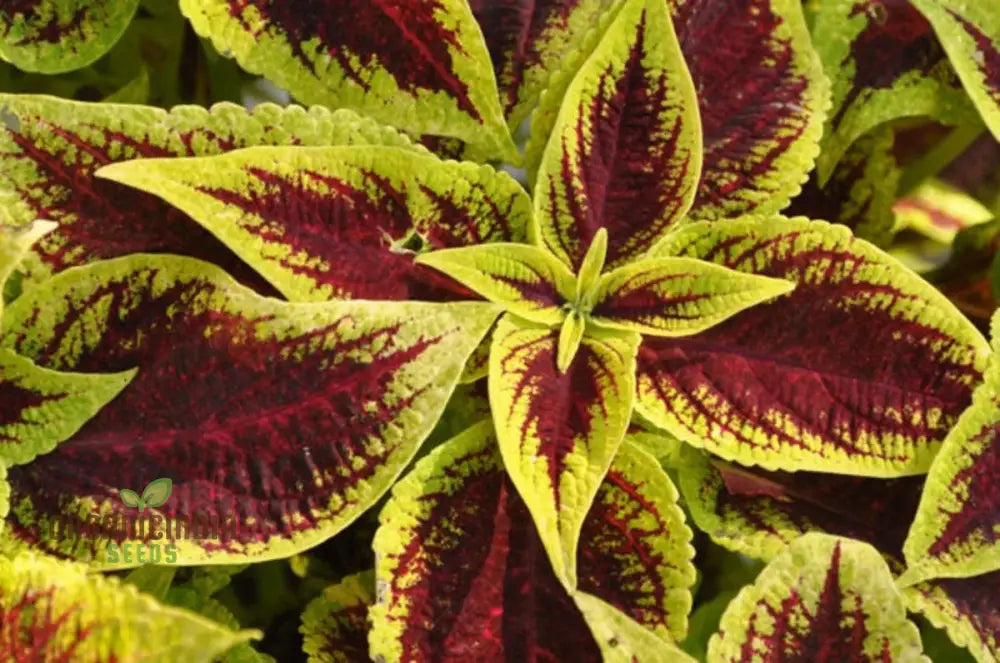 â€™Coleus Premium Sun Purple Gold Seeds Planting 100 Pcsâ€™ Plant