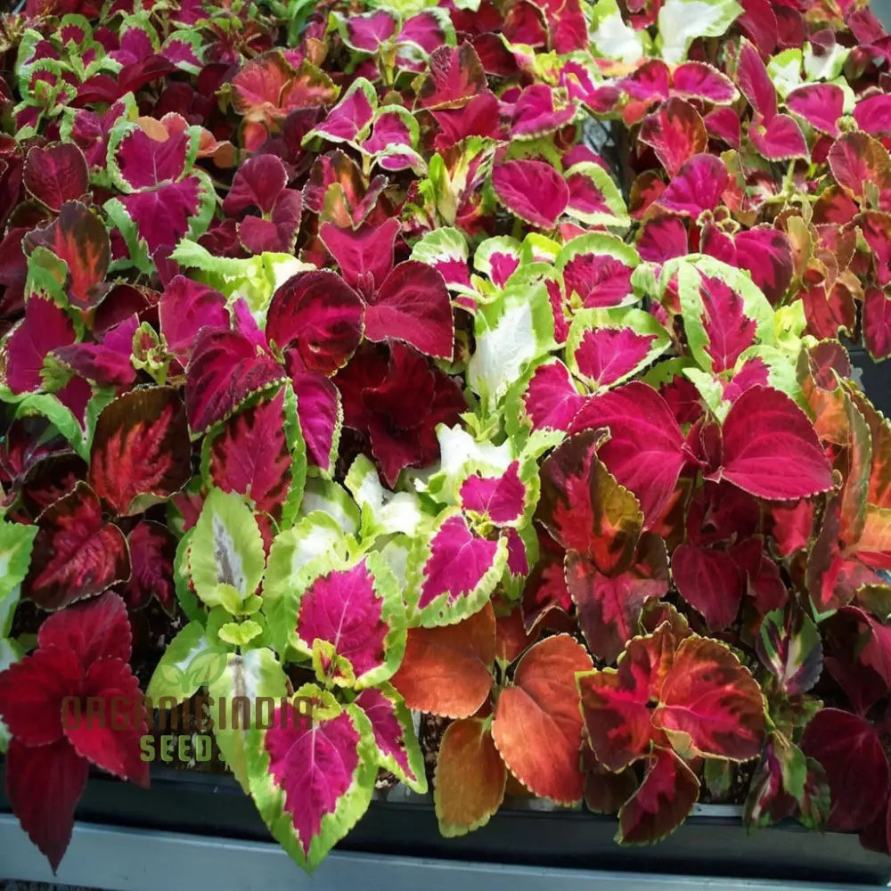 Coleus Rainbow Mixture Seeds Grow A Colorful Garden With Premium Plant