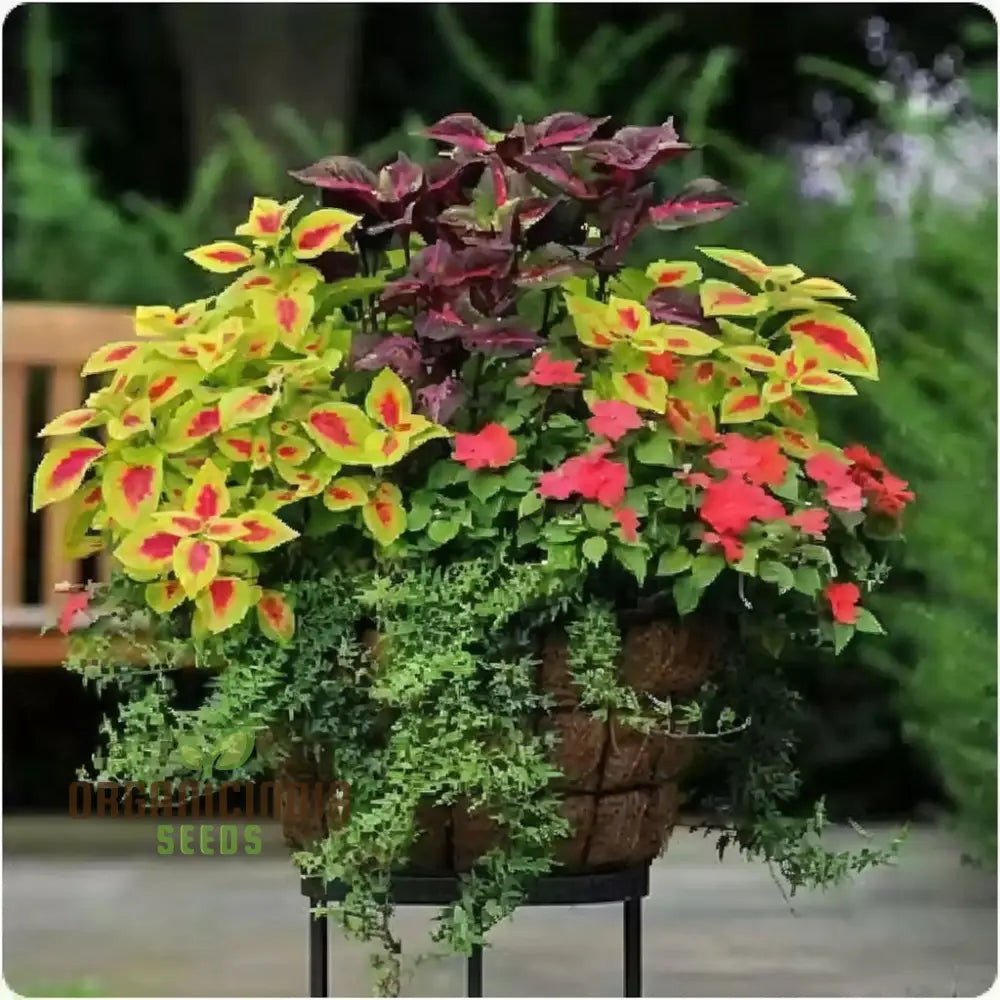 Coleus Rainbow Mixture Seeds Grow A Colorful Garden With Premium Plant